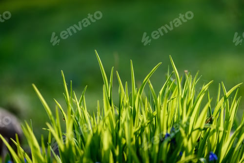 Preview: Beautiful Green Lawn Freshly Mowed With Rain Dew On Grass And Flowers