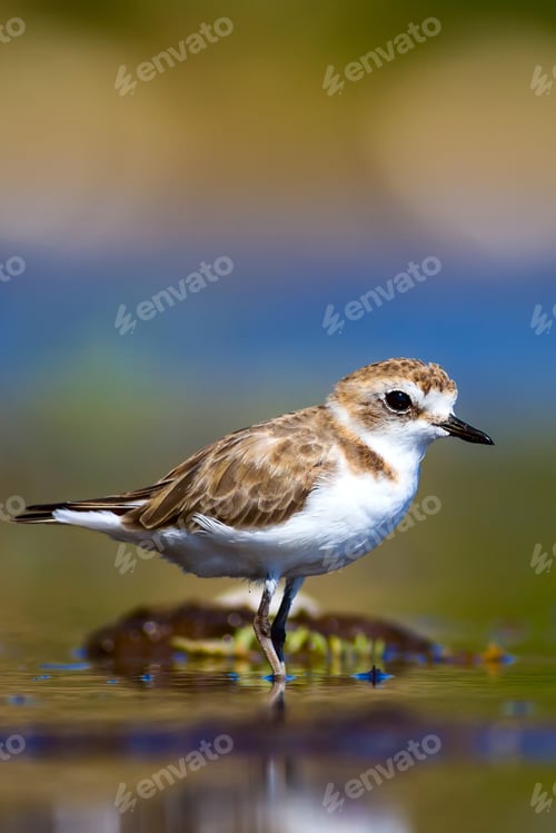 Preview: Cute Bird. Kentish Plover. Nature Background.