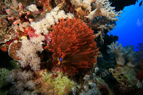 Preview: Fluorescent Red Anemone