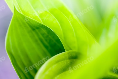 Preview: Green, Abstract Composition With Leaf Texture And Soft Focus