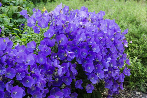 Preview: Blossoming Campanula Carpatica In Garden. Beautiful Blue Flowers Of The Campanula Carpatica.
