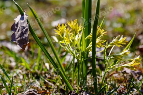 Preview: Least Gagea (Gagea Minima) Flowers Blooming At Spring Time In Garden Or Forest