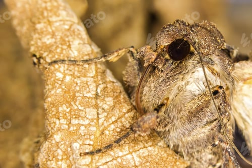 Preview: Moth Mocro Photo. Yellow Brown Natural Background.