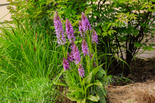 Preview: Spotted Orchid Or Spotted Orchid (Lat. Dactylorhíza Maculata) - A Kind Of Herbaceous Plants Of The