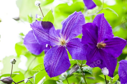 Preview: Beautiful, Blue - Purple Clematis Flowers, Leaves And Buds With Vegetation