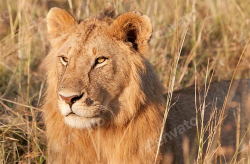 Preview: Male African Lion In The Maasai Mara, Kenya