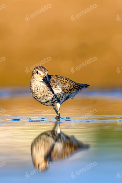 Preview: Water And Bird. Colorful Nature Background.
