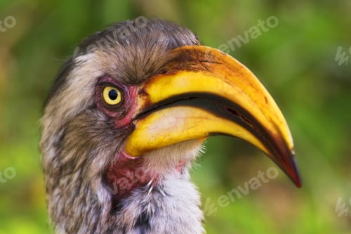 Preview: Yellow-Billed Hornbill, Kruger National Park, South Africa