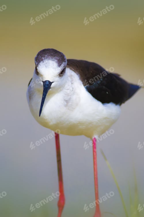 Preview: Black Winged Stilt. Himantopus Himantopus. Colorful Nature Background.