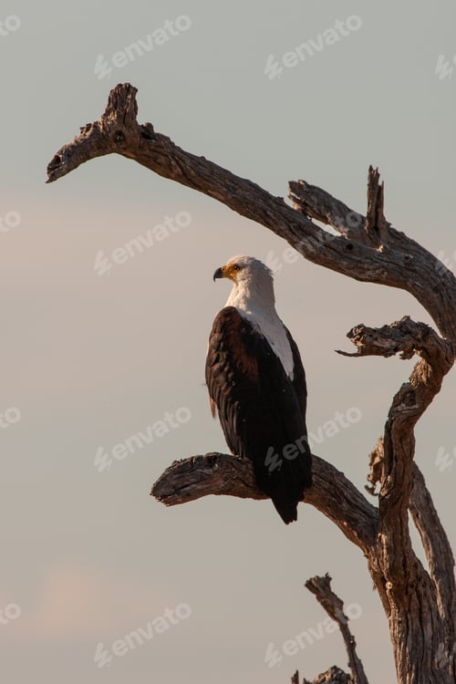 Preview: African Fish Eagle In The Kruger National Park, South Africa