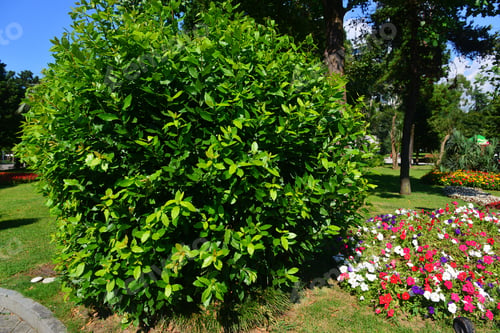 Preview: Beautiful Exotic Trees And Bushes In The Park