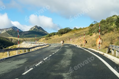 Preview: Cows In The Picos De Europa, Asturias. A Very Tourist Place In Spain