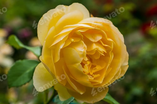 Preview: Beautiful Yellow Roses On A Natural Background. Growing Roses In The Garden. Yellow Rose Flowers On