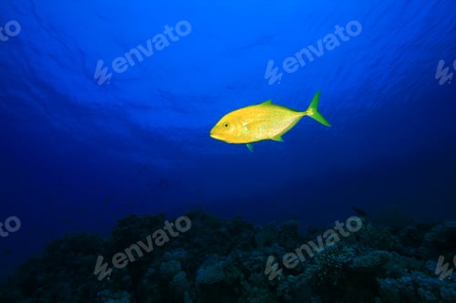 Preview: Orangespotted Trevally