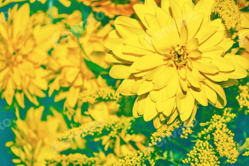 Preview: Colorful Dahlia Flowers On A Background Of The Autumn Landscape