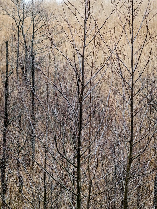Preview: Beautiful Blur Dry Grass And Bent Background Texture By The Beach - Vertical, Mobile Device Ready