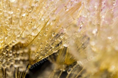 Preview: Dandelion Seeds With Water Drops On Colorful Background