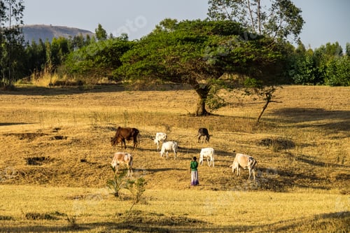 Preview: Landscape View Near The Blue Nile Falls (Tis-Isat Falls, Meaning Great Smoke In Amharic) In Amara