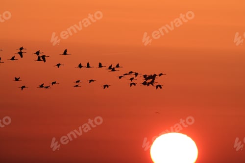 Preview: Silhouettes Of Cranes( Grus Grus) At Sunset Germany Baltic Sea
