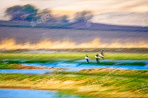 Preview: Flying Birds. Motion Blur Nature Background.