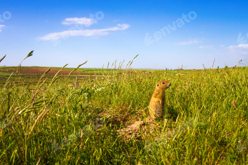 Preview: Cute Animal. Ground Squirrel Green Nature And Blue Sky Background.