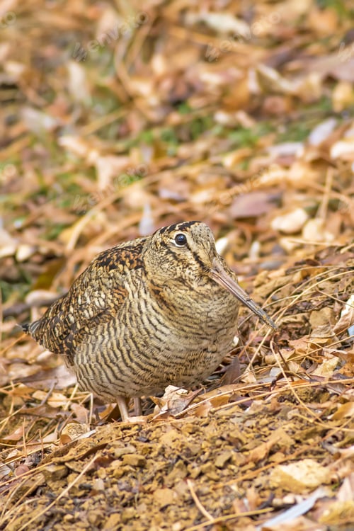 Preview: Woodcock. Camouflage Bird. Dry Leaves. Brown Nature Background. Bird: Eurasian Woodcock. Scolopax