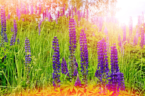 Preview: Summer Landscape With Beautiful Bright Lupine Flowers