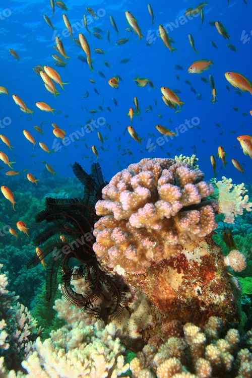Colorful Tropical Fish Swimming Near Coral Reef