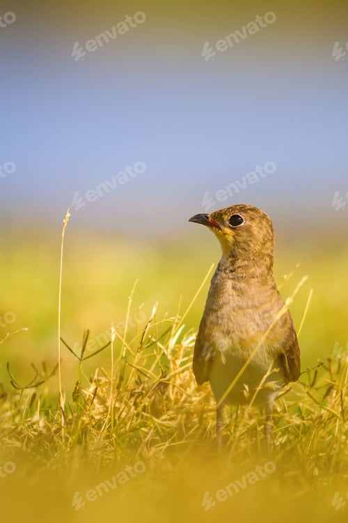 Preview: Cute Bird. Collared Pratincole / Glareola Pratincola
