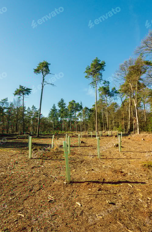 Preview: Newly Planted Young Trees ĂŤn The Forest. The Young Trees Are Equipped With A Supporting Stick And A