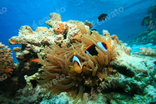 Preview: Red Sea Anemonefish In A Bubble Anemone
