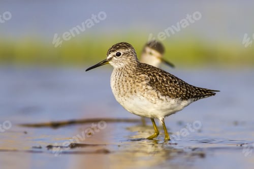 Preview: Cute Water Bird. Lake Habitat Background. Bird: Marsh Sandpiper. Tringa Stagnatilis.