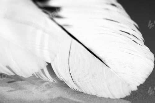 Preview: Black And White Photo Of Hen Feather With Details And Reflexions