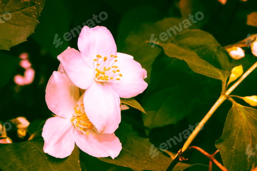 Preview: White Jasmine. The Branch Delicate Spring Flowers. Nature