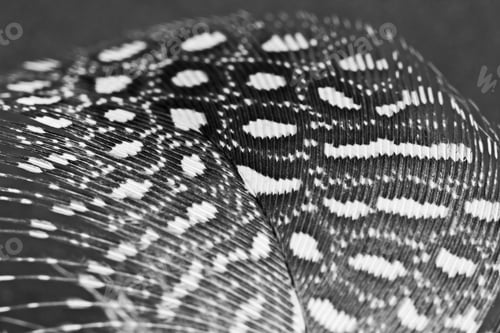 Preview: Guinea Hen Feather With Dark Background