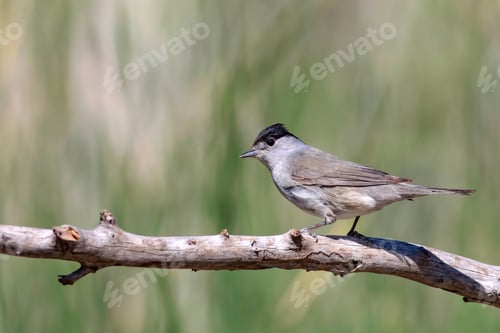 Preview: Cute Bird. Green Nature Background. Bird: Eurasian Blackcap. Sylvia Atricapilla.
