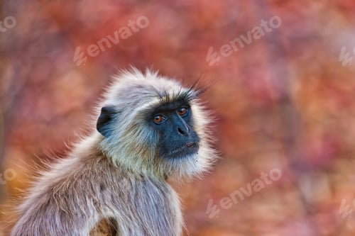 Preview: Gray Langur Also Known As Hanuman Langur In The Bandhavgarh National Park In India. Bandhavgarh Is