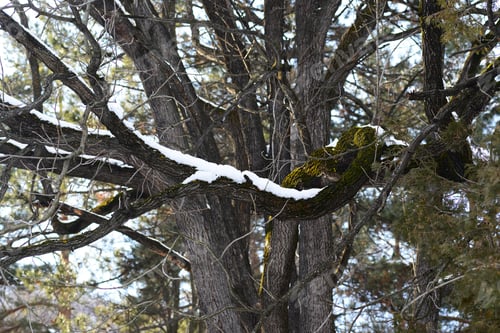 Preview: Winter Tree