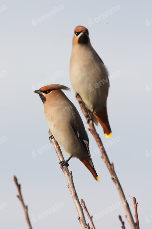 Preview: Bohemian Waxwing (Bombycilla Garrulus) Germany