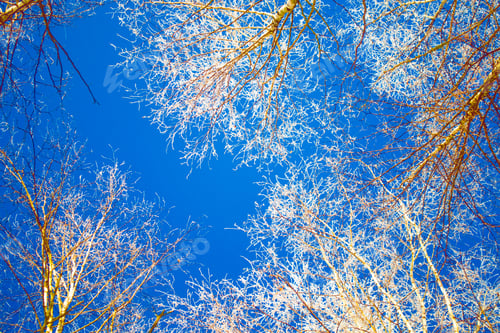 Preview: Frozen Winter Forest With Snow Covered Trees. Birch On A Background Of Blue Sky.