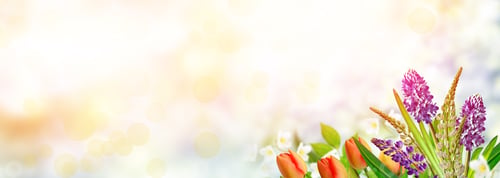 Vista previa: Bright And Colorful Flowers Tulips On The Background Of Spring Landscape.