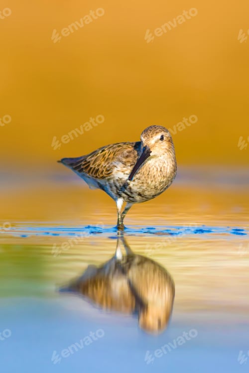 Preview: Cute Water Bird. Colorful Nature Background. Curlew Sandpiper