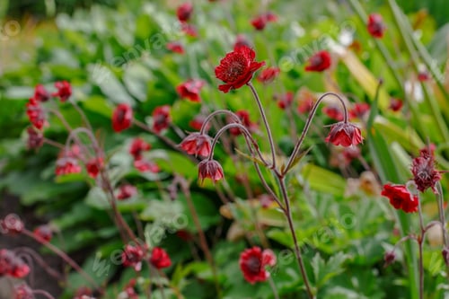 Preview: Red Flower Geum Rivale (Rosaceae, Sort Leonard) In Summer Garden