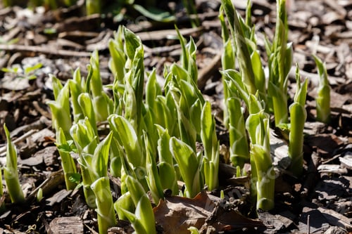 Preview: Hosta Is A Genus Of Plants Commonly Known As Hostas, Plantain Lilies. Hosta In Spring Garden.