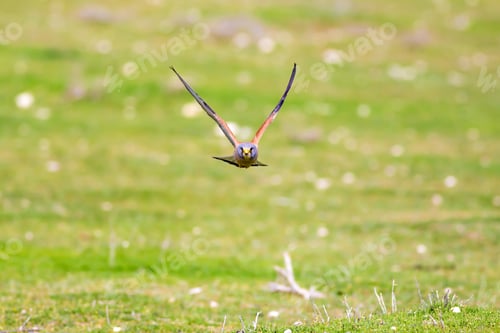 Preview: Flying Falcon. Nature Background. Lesser Kestrel / Falco Naumanni