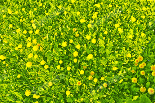 Preview: Fluffy Dandelion Flower Against The Background Of The Summer Landscape.