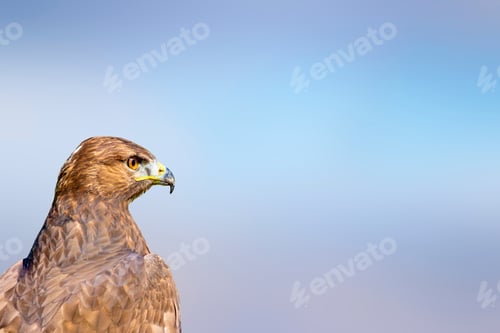 Preview: Bird Portait. Bird Of Prey. Blue Sky Background.
