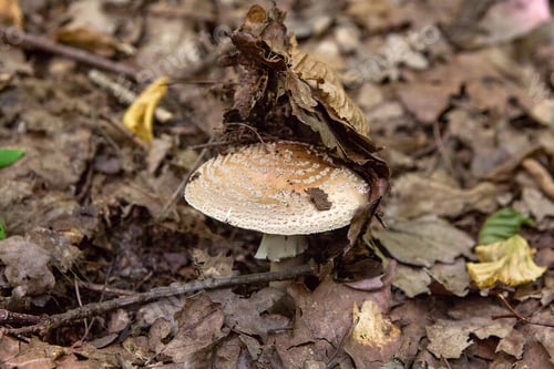 Preview: Parasol Mushroom Known As Macrolepiota Procera Or Lepiota Procera Is A Basidiomycete Fungus With A