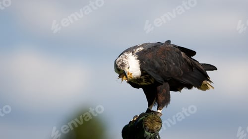 Preview: African Fish Eagle (Haliaeetus Vocifer)