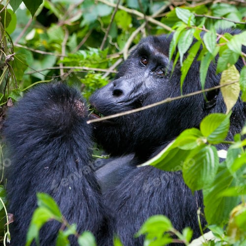 Preview: One Of The Most Endangered Animals, A Great Silverback Mountain Gorilla, In The Bwindi National